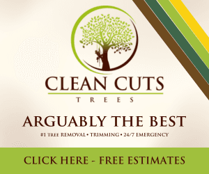 Emergency Tree Damage