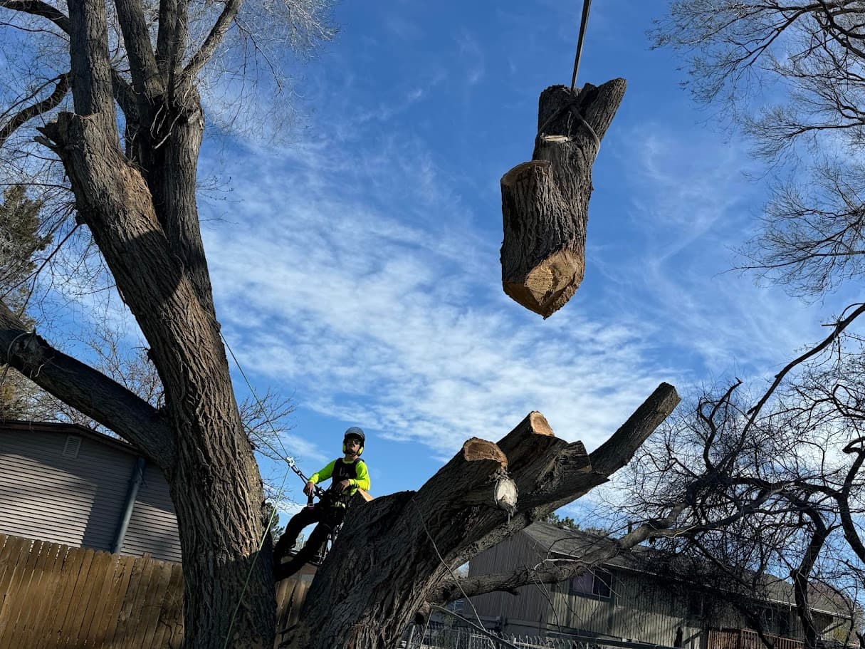 24/7 Emergency Tree Service in Ogden, Utah - Clean Cuts Trees