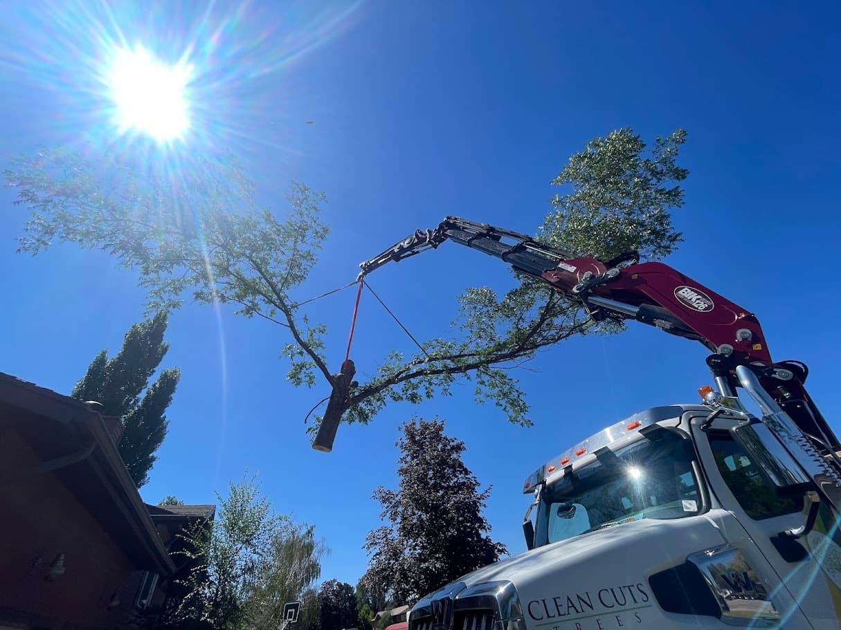 Tree Trimming & Pruning in Ogden, Utah - Clean Cuts Trees