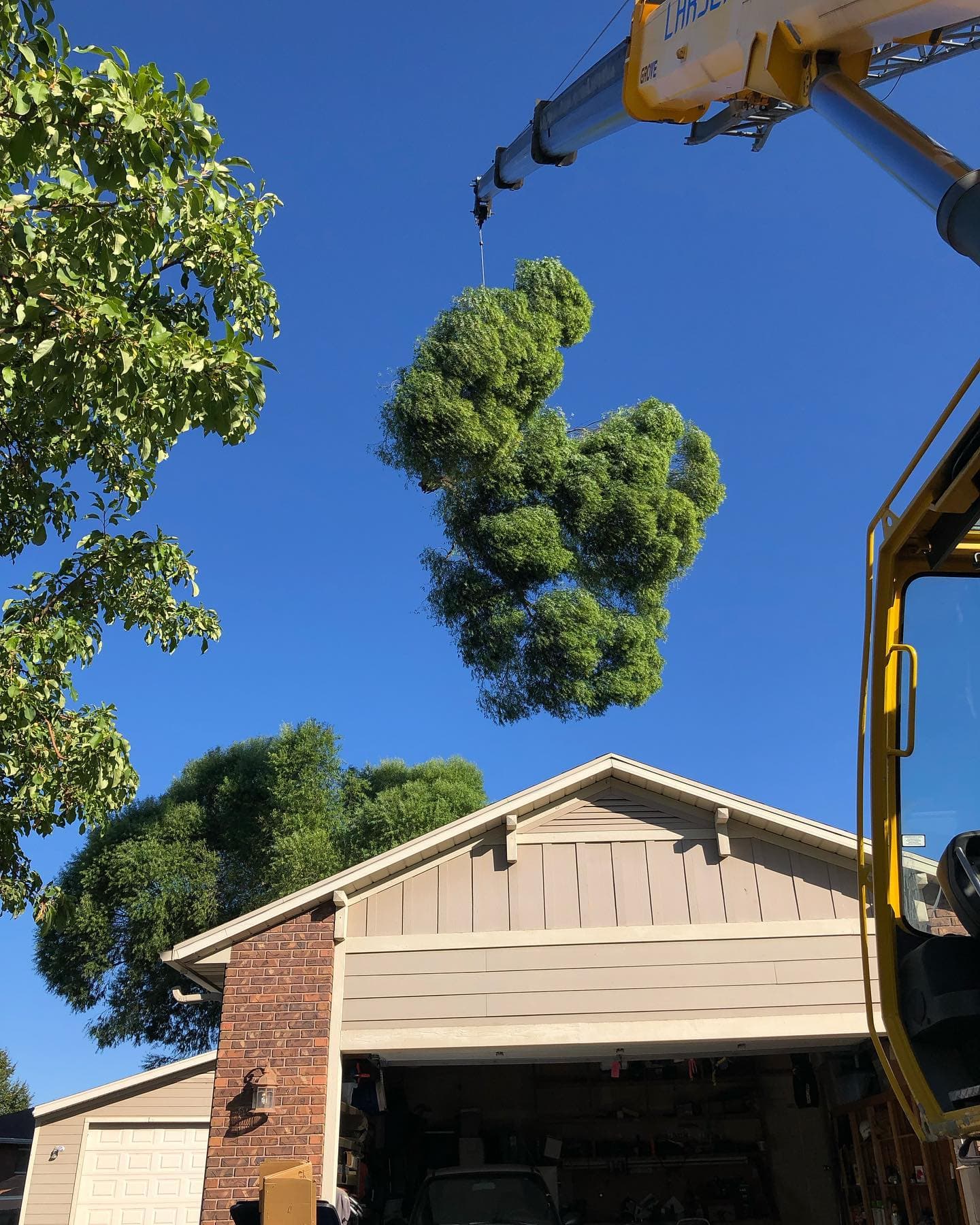 Tree Removal