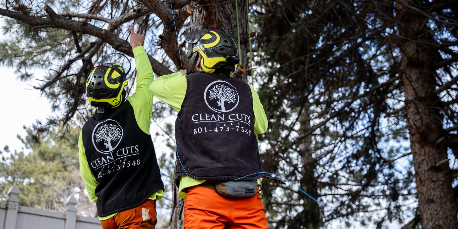 Two Clean Cuts Trees crew members working a tree together on a commercial property in Utah