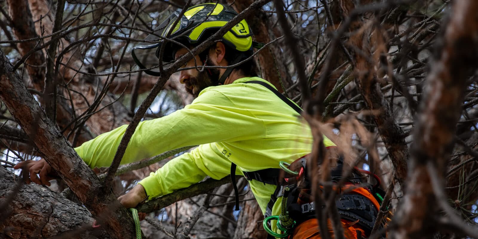 Clean Cuts Trees climber removing hazardous branches from high in a Utah tree canopy