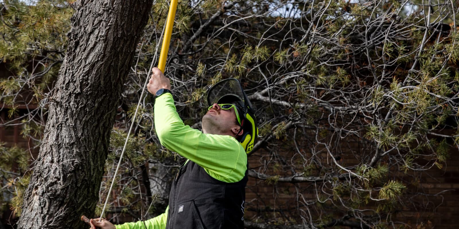 Clean Cuts Trees arborist shaping a tree with a pole saw on a Utah residential property
