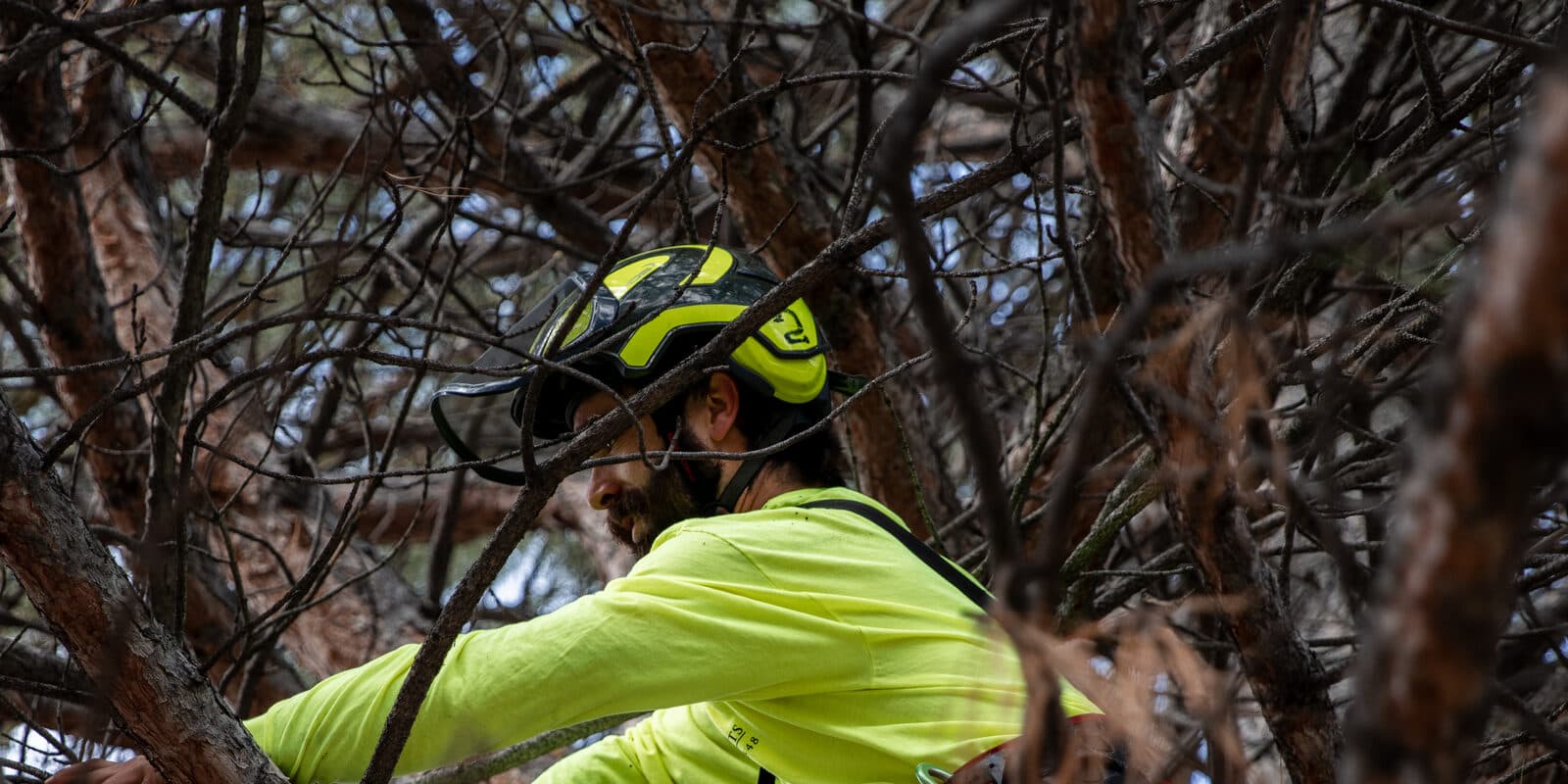 Clean Cuts Trees climber working inside a dense, overgrown canopy in Kaysville, Utah
