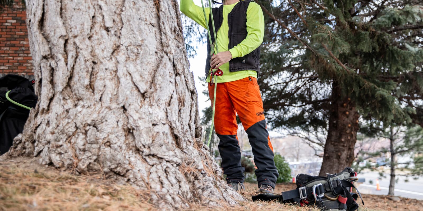 Clean Cuts Trees arborist working at the base of a large trunk ahead of stump grinding in Utah
