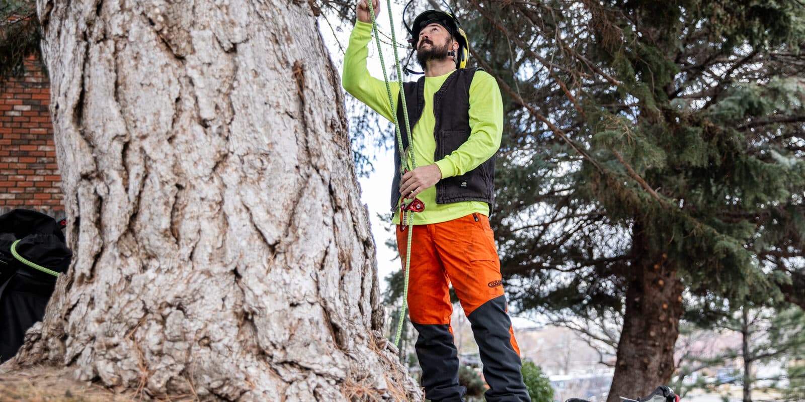Clean Cuts Trees arborist rigging a climbing line on a mature trunk before a removal in Davis County, Utah
