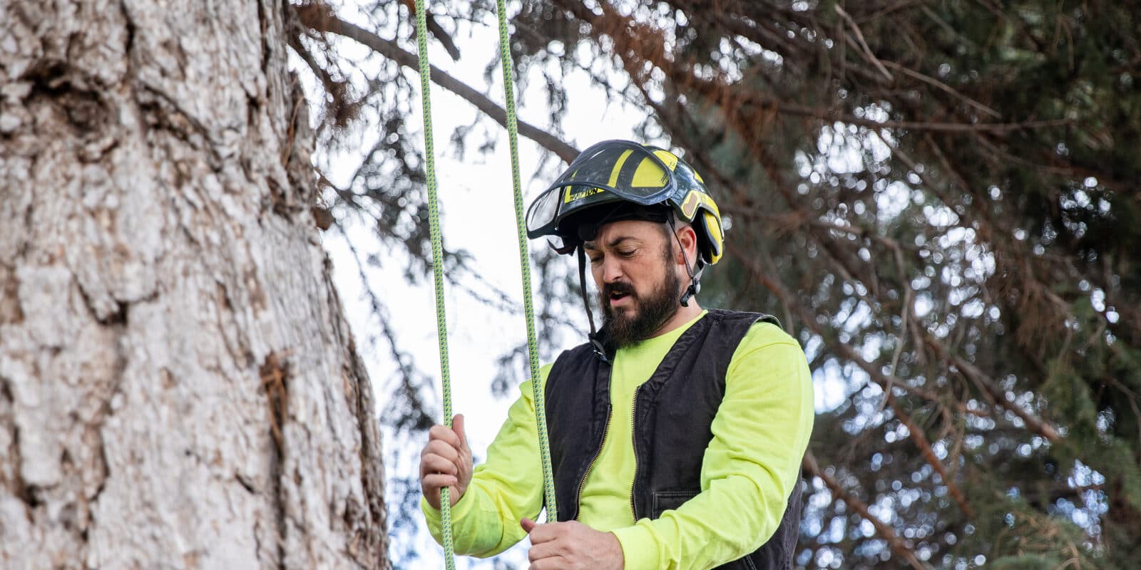 Clean Cuts Trees ISA-certified arborist inspecting a tree and setting rigging lines in Utah