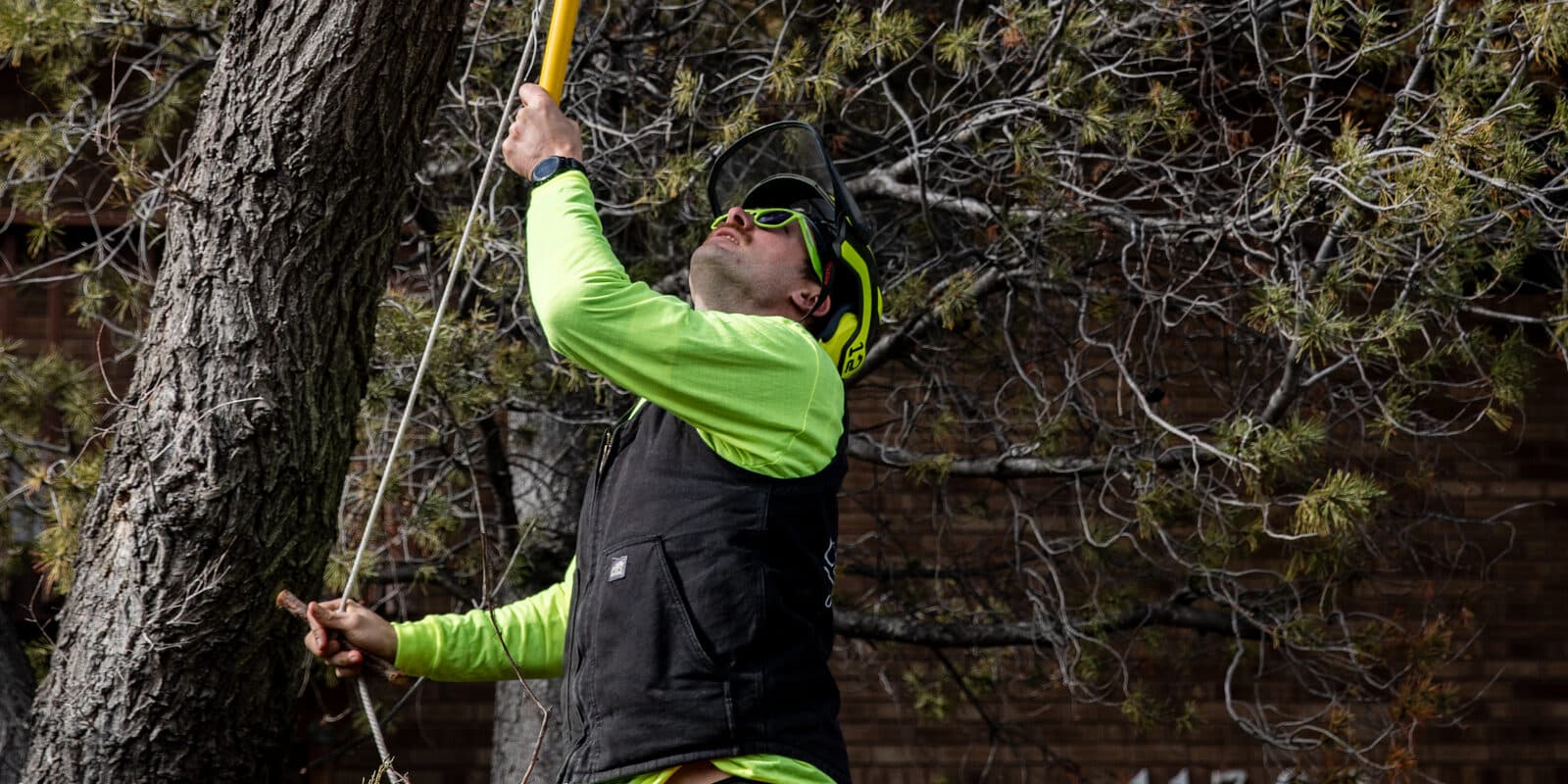 Clean Cuts Trees arborist pruning overhead limbs with a pole saw in Davis County, Utah
