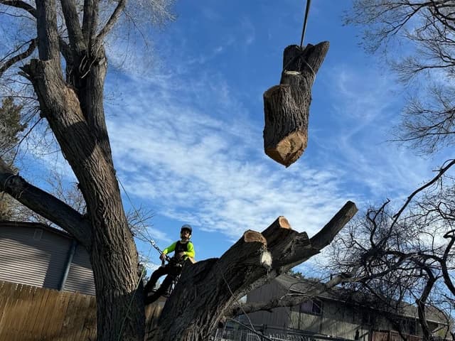 Hazardous tree removal by Clean Cuts Trees in Davis County