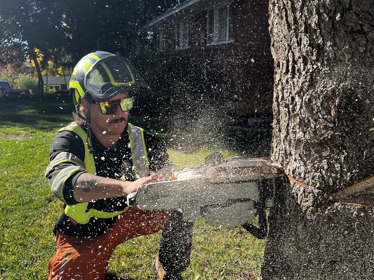 Emergency Tree Damage