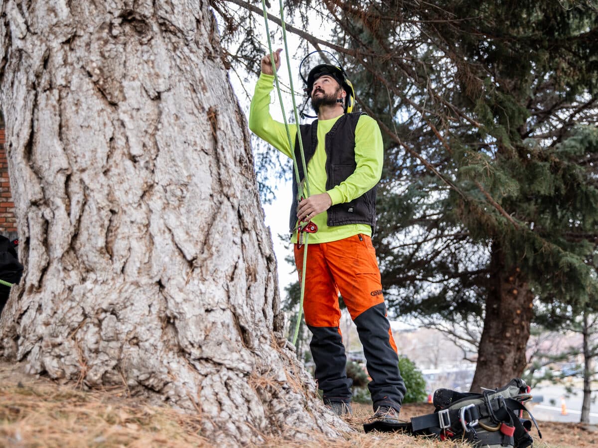 Tree Removal