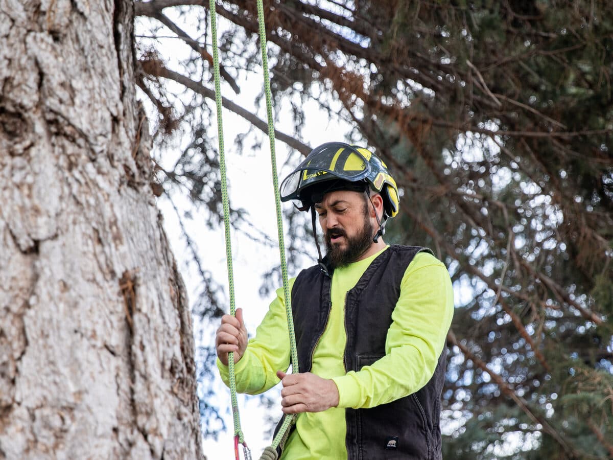 Tree Trimming