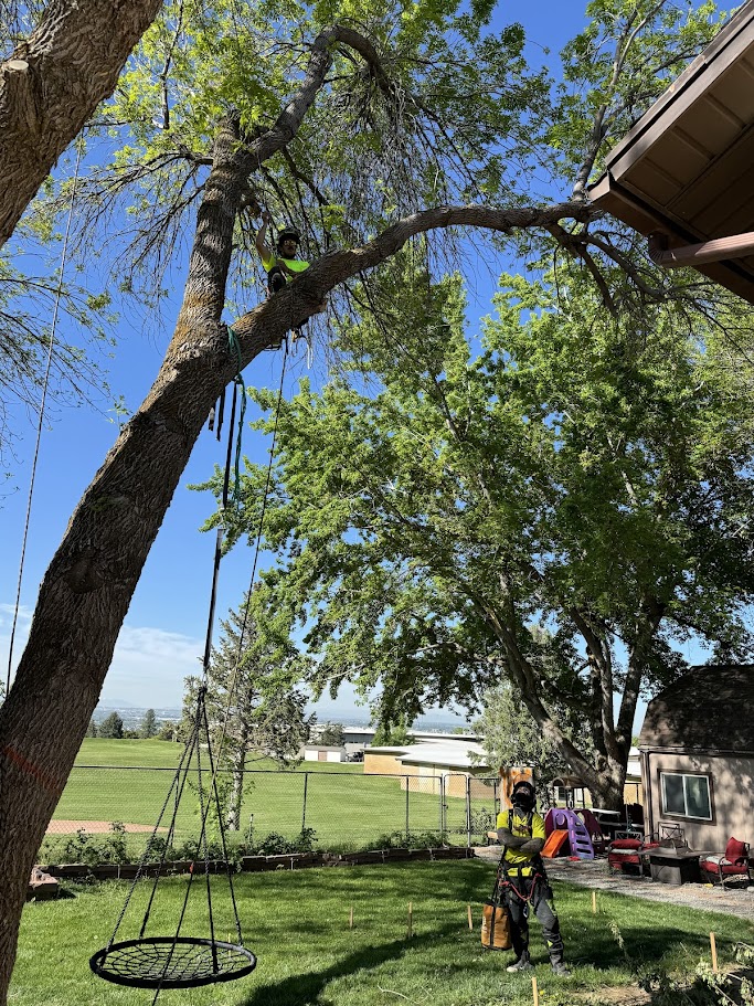 Land Clearing Services Kaysville UT