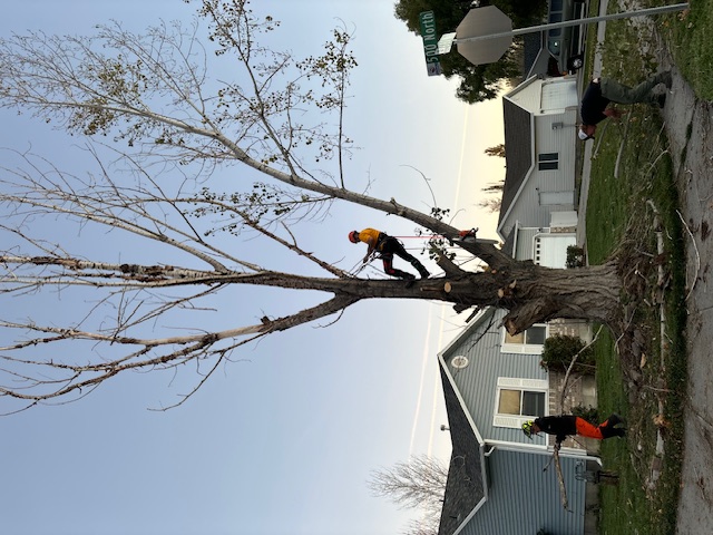 Land Clearing Services Kaysville UT
