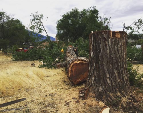 Tree Rot: Causes, Solutions, and Prevention