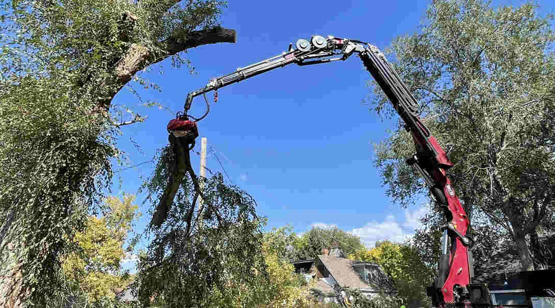 Essential Benefits of Trimming Trees Regularly in North Ogden, UT