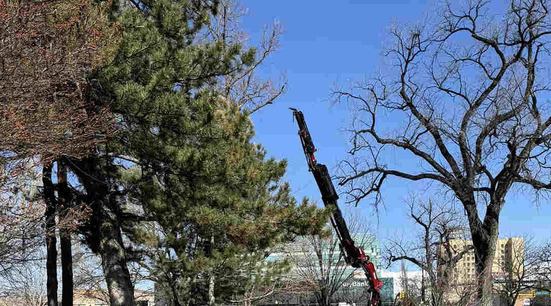 Half of My Tree Is Dead in Farmington, UT: What Causes It?