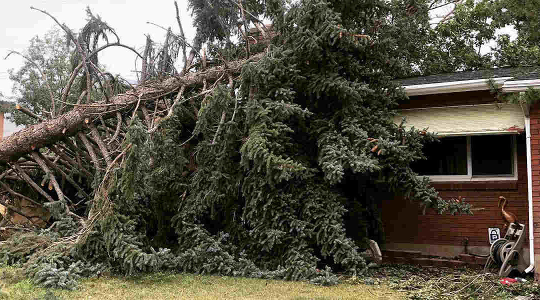 How Far Can a Tree Lean Before It Falls in Layton, UT?