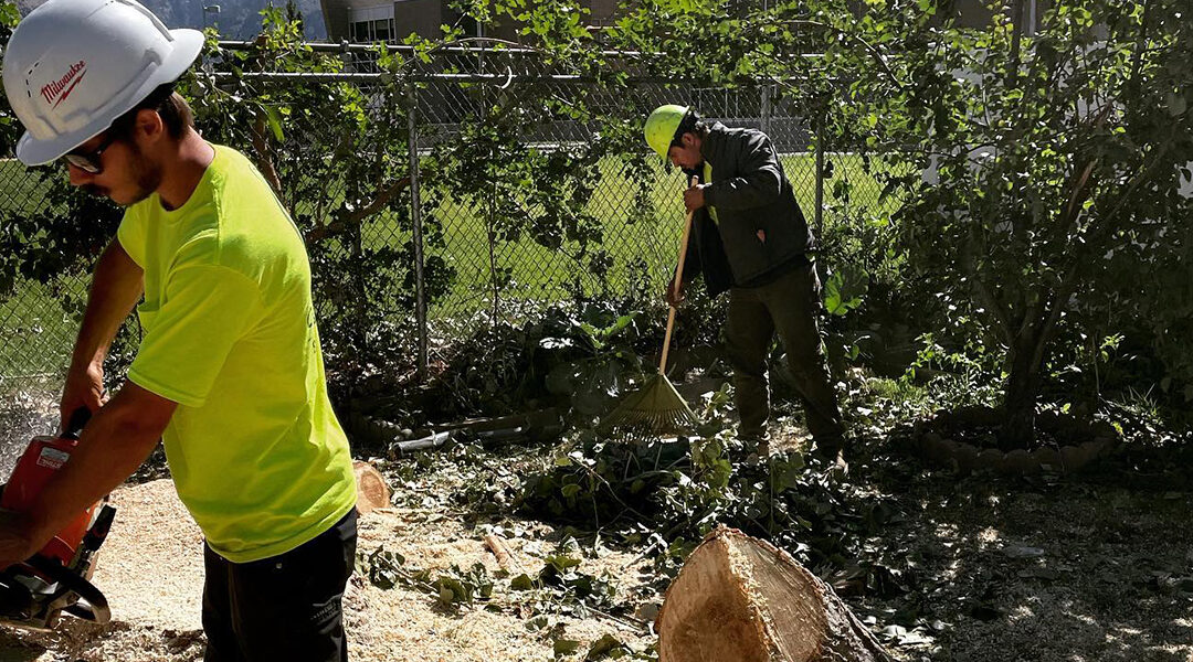 How To Clear Overgrown Land Safely in Pleasant View, UT