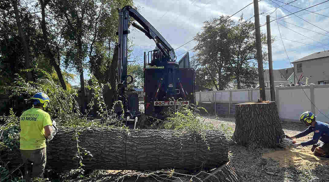 How To Cut Down a Tree Near a House