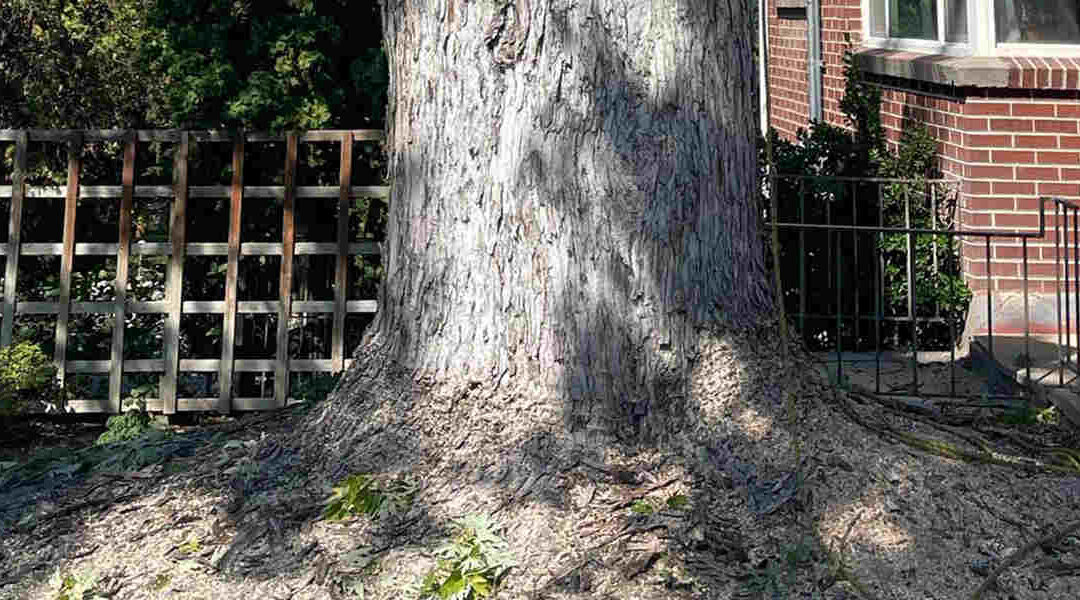 How To Fix Girdling Tree Roots in Layton, UT