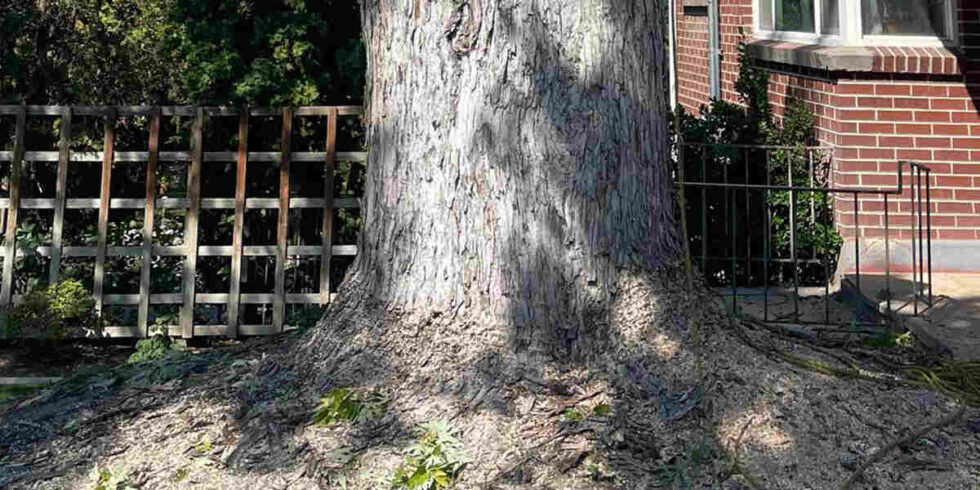 How to Fix Girdling Tree Roots - Tips for Layton, UT Residents