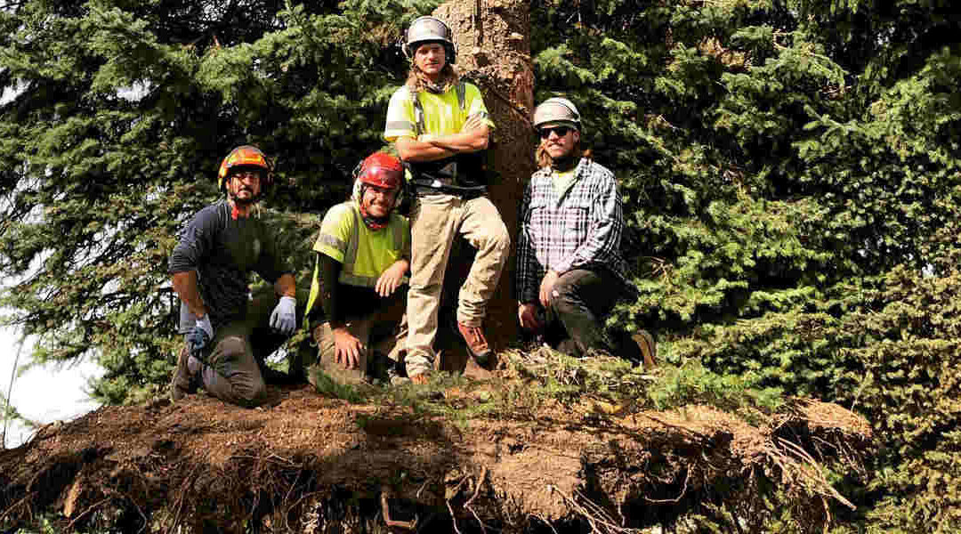 How To Remove Big Tree Roots From the Ground in Clinton, UT