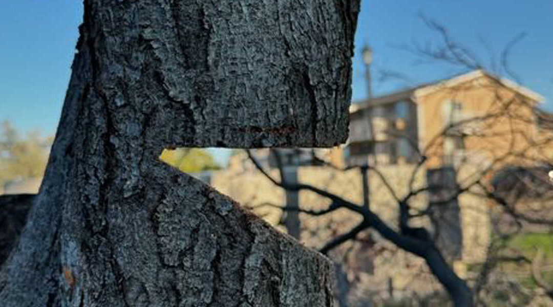 How To Tell if a Tree Is Dead or Dormant