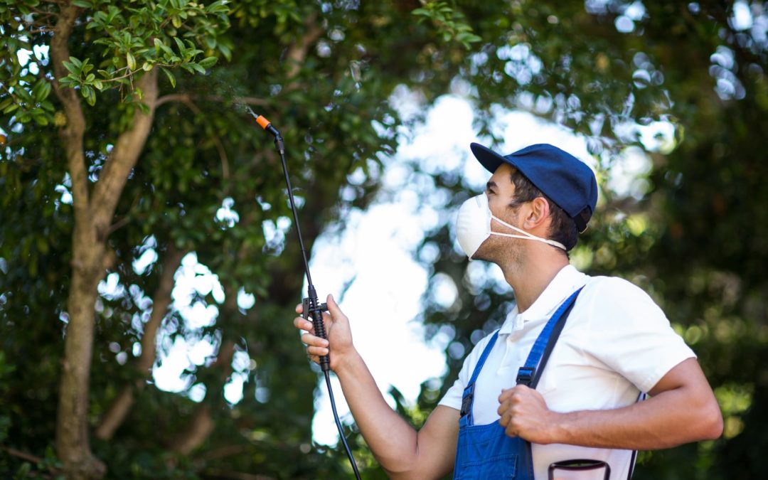 What Does a Municipal Tree Service Do?