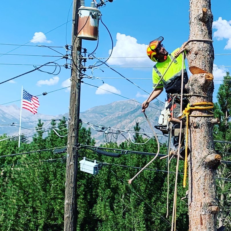 municipal tree service ogden ut