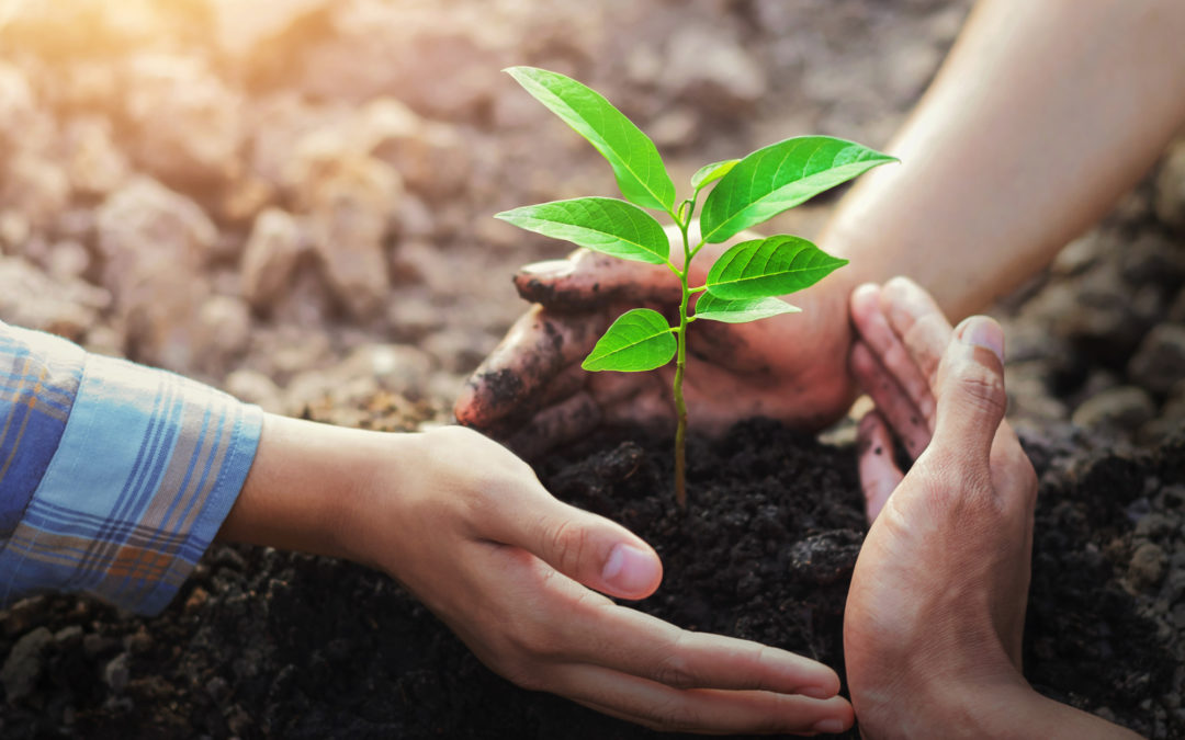 5 Benefits Of Contracting Tree Planting Professionals In Utah