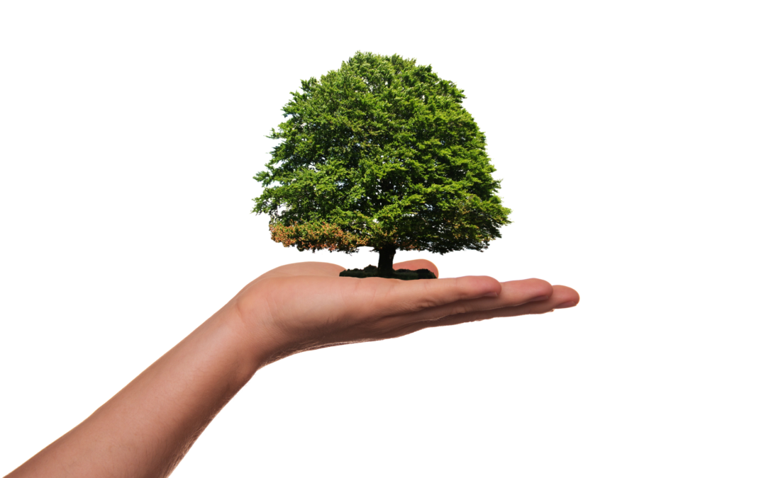 7 Tree Planting Tips To Ensuring Lasting Growth