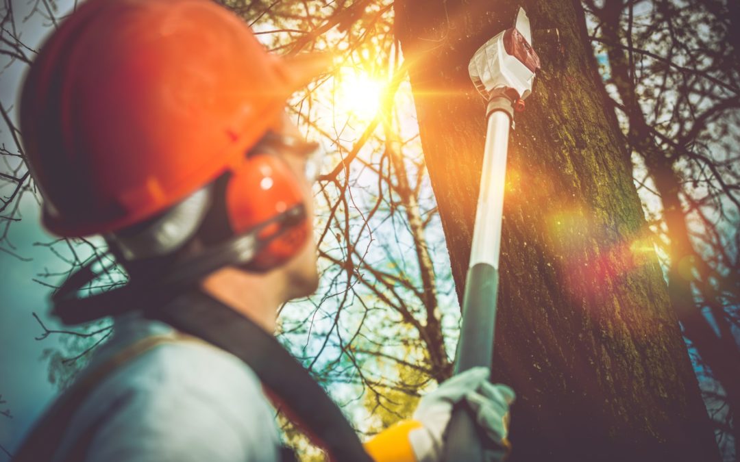 5 Important Reasons for Tree Pruning
