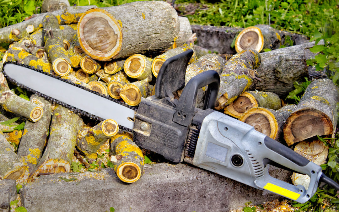 Everything You Should Know About Hiring a Tree Removal Service