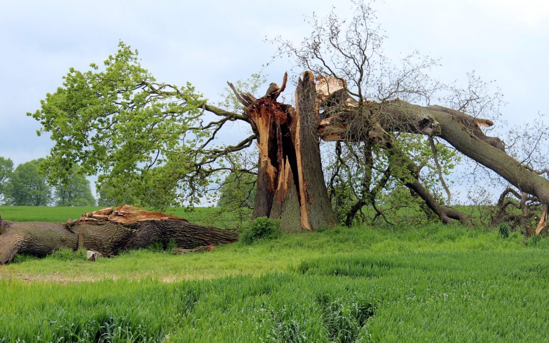 What To Do When Tree Storm Damage Wreaks Havoc