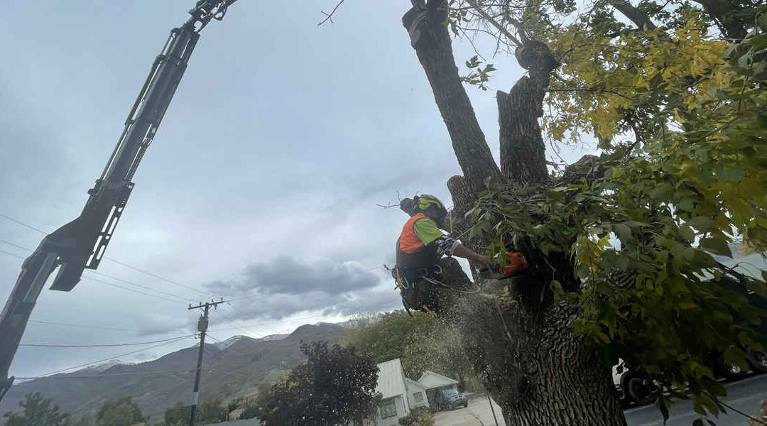 How To Tell If Your Trees Need Trimming This Season