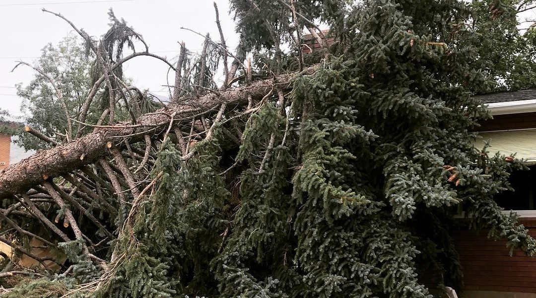 5 Common Trees Most Likely to Fall in the Wind