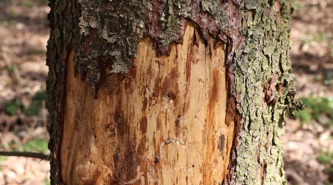 What Are the Signs of Ash Tree Disease in Eden, UT? 