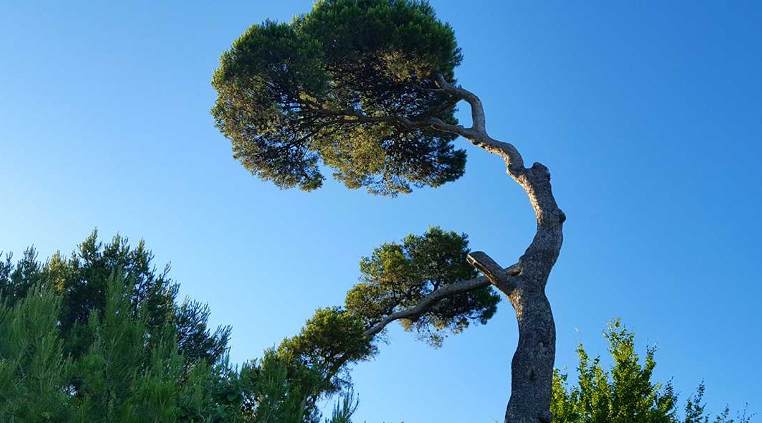 Why Are Curved Trees Dangerous?