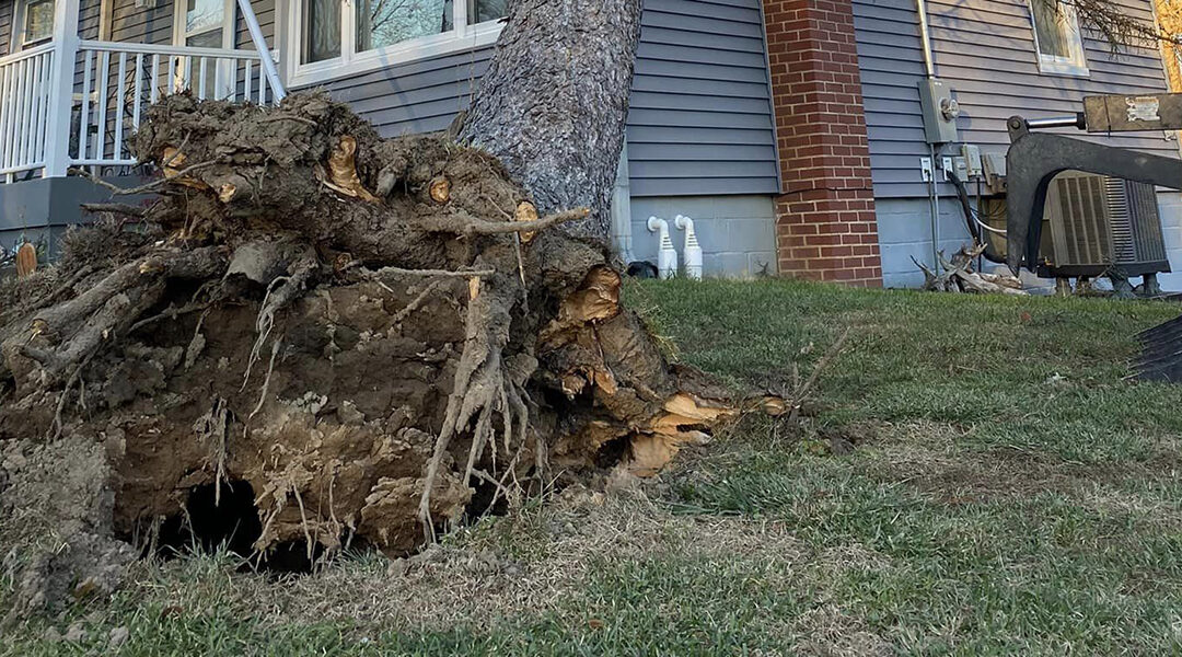 Will Damaged Tree Roots Grow Back?
